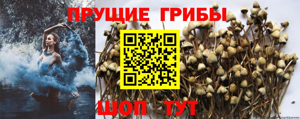 Псилоцибиновые грибы Psilocybe  Вход с VPN  Гудермес 